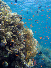 Fototapeta na wymiar Corals of the Red Sea