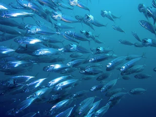 Gordijnen Striped Mackerel © DJ