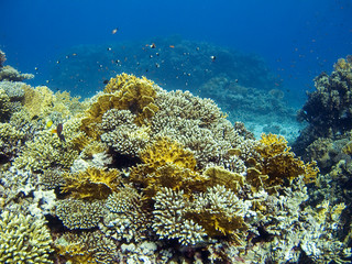 Fototapeta na wymiar Coral ogród