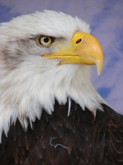Bald eagle profile