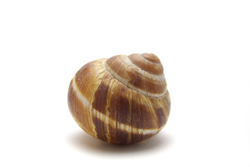 Spiral shell