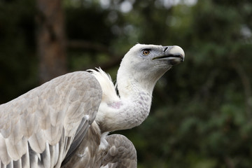 vautour