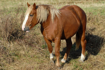 cheval lourd alezan dans un pré
