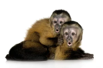 Papier Peint photo Singe Two Baby Capuchins - sapajou apelle