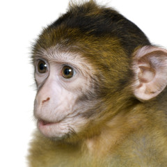 baby Barbary Macaque - Macaca sylvanus