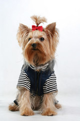 fine yorkshire terrier