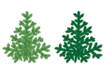 Fototapeta premium Firtree detailed illustration