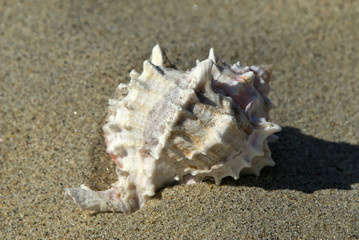 spiked seashell in the sand