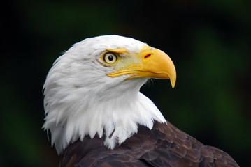 American Bald Eagle (Haliaeetus leucocephalus)