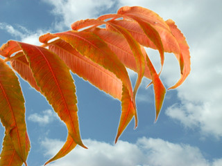 leaf