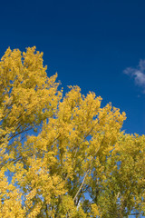 Fototapeta premium Baum im Herbst