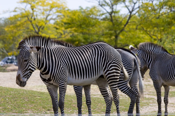 Group of Zebras