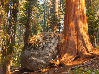Tree and rock