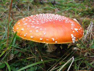 fly agaric