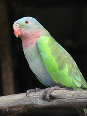 princess alexandra parrot © susan flashman