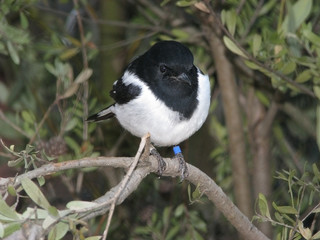 hooded robin