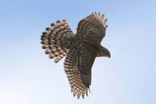 Northern Goshawk Soaring