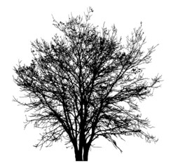 Fototapeta na wymiar Tree detailed silhouette