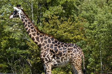 Giraffe