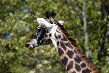 close up Giraffe