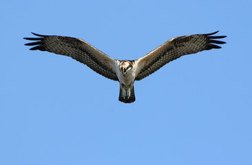 Hungry Osprey Hunting