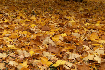 Maple fall of leaves after rain