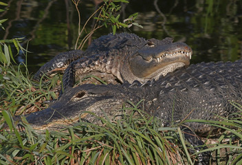 Pair of Tired, Bloody Alligators Resting After a Battle 