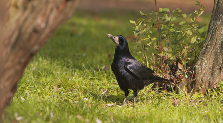 The crow