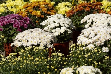 colorful flowers