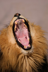 Yawning male African lion (Panthera leo)