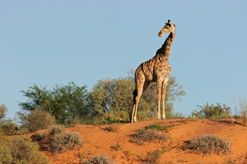 Giraffe on dune, Kalahari, South Africa