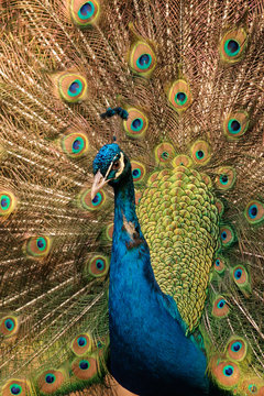 Fototapeta Male peacock