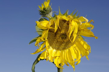 Soleil fatigu&eacute;