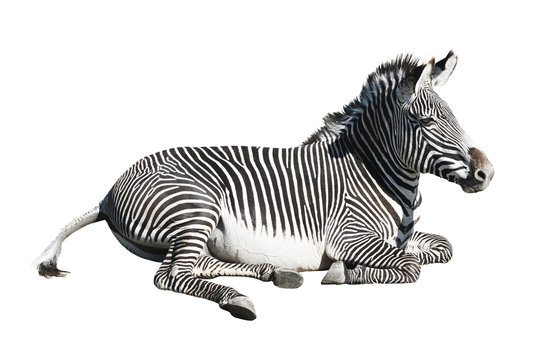 Fototapeta Grevy's zebra resting over white background