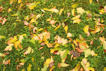 autumn leaves on the grass