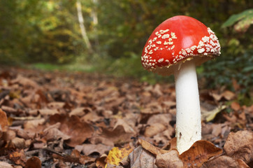 Medical red mushroom