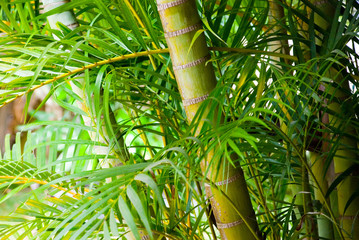 Bamboo Close Up