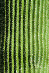 Cactus close up detail