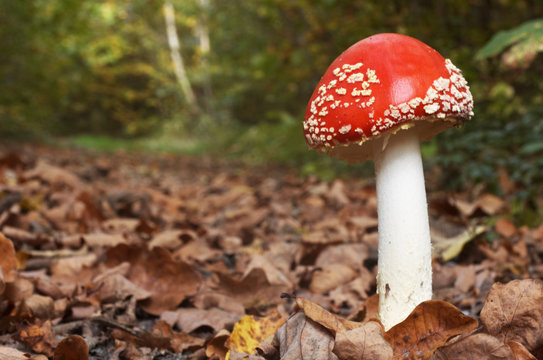 Medical red mushroom