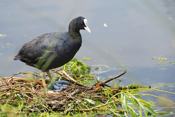 A coot in the nest