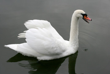 swan 1