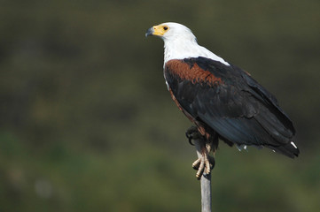 The African Fish Eagle.