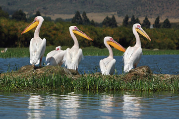 Great White Pelican (Pelecanus onocrotalus).