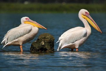 Great White Pelican (Pelecanus onocrotalus).