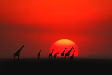 Fototapeten Afrikanischer Sonnenuntergang. © PROMA