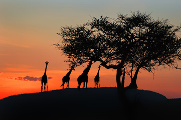 Fototapeta na wymiar African sunset.