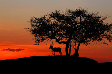 Fototapeta na wymiar Afrykański zachód słońca.