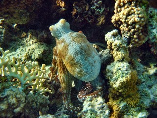 Oktopus, Tintenfisch