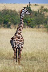 The giraffe (Giraffa camelopardalis)
