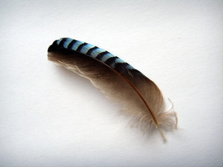 Jay feather.